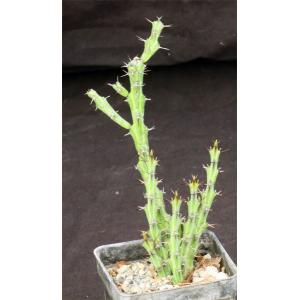 Euphorbia gemmea 3-inch pots