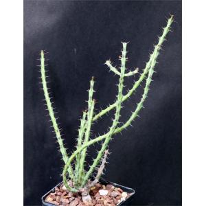 Euphorbia gemmea 5-inch pots