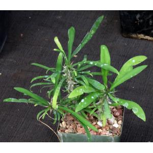 Euphorbia genoudiana 4-inch pots