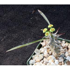Euphorbia genoudiana 4-inch pots