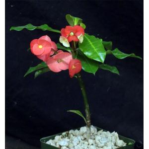 Euphorbia geroldii 4-inch pots