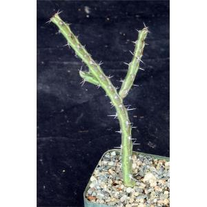 Euphorbia gillettii 3-inch pots
