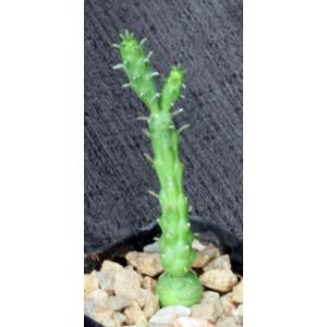 Euphorbia globosa (GM 019) 2-inch pots) 2-inch pots