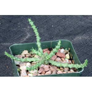 Euphorbia gorgonis (GM066) 4-inch pots