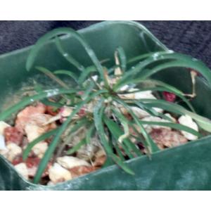 Euphorbia gottlebei 4-inch pots