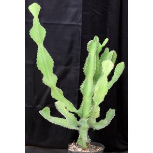 Euphorbia grandialata 3-gallon pots