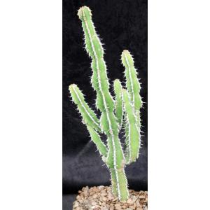 Euphorbia graniticola one-gallon pots