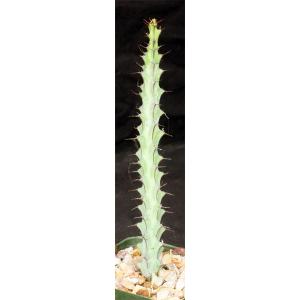 Euphorbia greenwayii 4-inch pots