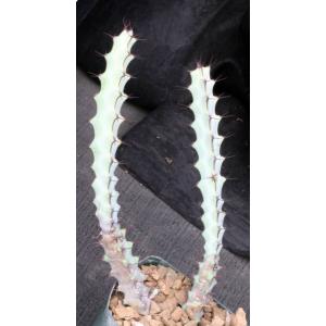 Euphorbia greenwayii (Ruaha River Gorge, Tanzania) 5-inch pots