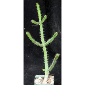Euphorbia griseola ssp. griseola (Strydom Tunnel) 4-inch pots
