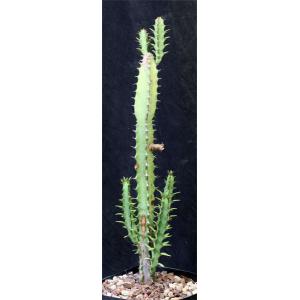 Euphorbia griseola ssp. zambiensis one-gallon pots