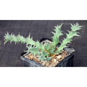 Euphorbia groenewaldii 5-inch pots