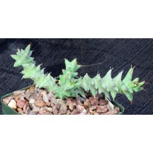 Euphorbia groenewaldii 4-inch pots