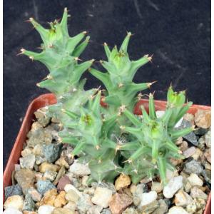 Euphorbia groenewaldii 4-inch pots
