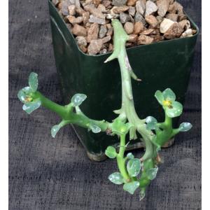 Euphorbia hamata 4-inch pots