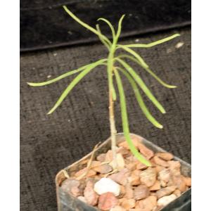 Euphorbia hedyotoides 2-inch pots