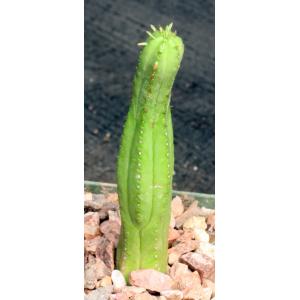 Euphorbia heptagona 4-inch pots