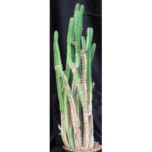 Euphorbia heterospina (Laikipia Plateau, Kenya) 2-gallon pots