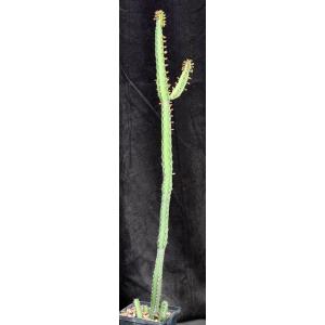 Euphorbia heterospina ssp. baringoensis (Suyian) 5-inch pots