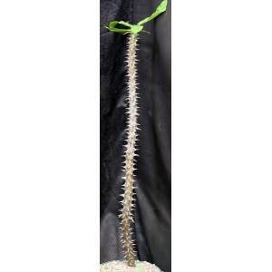 Euphorbia hislopii 8-inch pots
