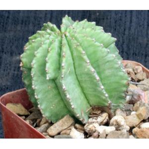 Euphorbia horrida var. major 4-inch pots