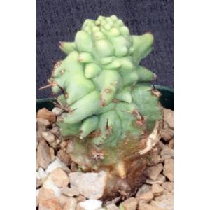 Euphorbia horrida monstrose 4-inch pots