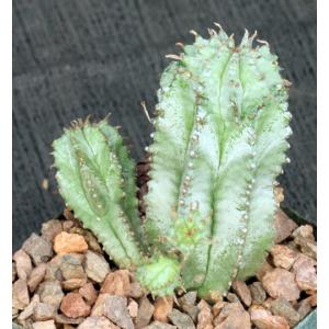 Euphorbia horrida var. striata 4-inch pots