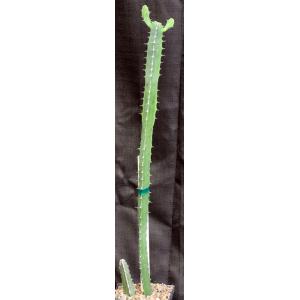 Euphorbia inarticulata one-gallon pots