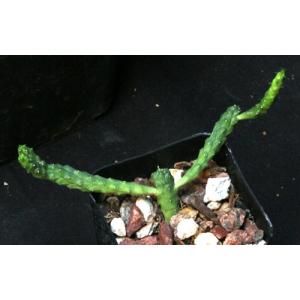 Euphorbia inermis var. inermis 2-inch pots