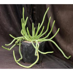 Euphorbia inermis var. huttonae one-gallon pots