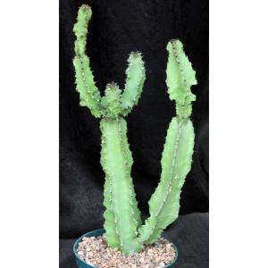 Euphorbia ingens (monstrose) 8-inch pots