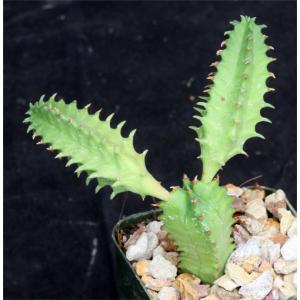Euphorbia jansenvillensis 2-inch pots