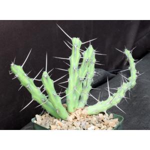 Euphorbia kalisana 5-inch pots