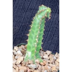 Euphorbia knobelii 4-inch pots