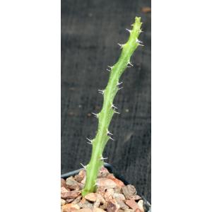 Euphorbia knuthii ssp. knuthii 2-inch pots