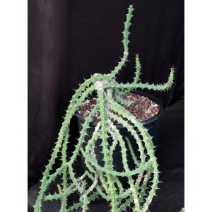 Euphorbia knuthii ssp. johnsonii 2-gallon pots