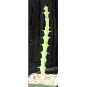 Euphorbia knuthii ssp. johnsonii 4-inch pots