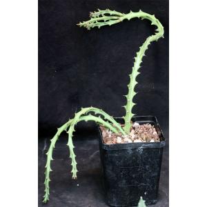 Euphorbia knuthii ssp. knuthii 5-inch pots