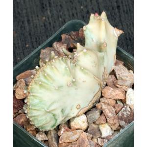 Euphorbia lactea White Ghost crest 3-inch pots