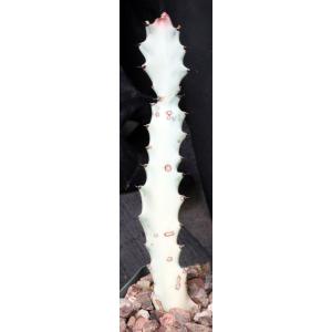 Euphorbia lactea White Ghost 4-inch pots