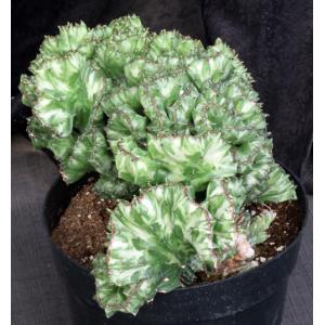 Euphorbia lactea crest 8-inch pots