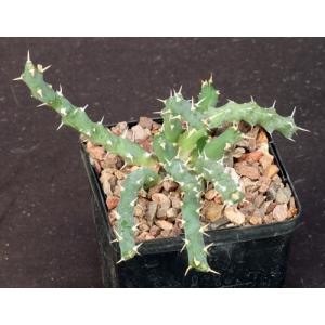 Euphorbia laikipiensis 5-inch pots