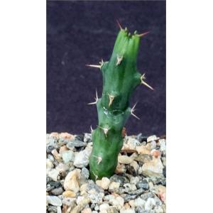 Euphorbia laikipiensis 2-inch pots