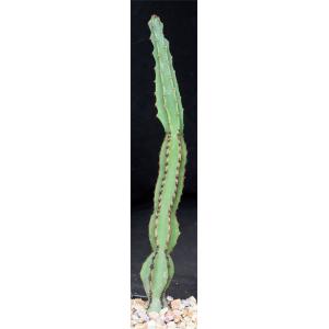 Euphorbia ledienii 5-inch pots