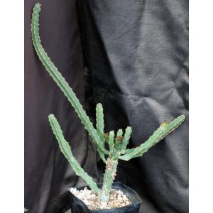Euphorbia ledienii one-gallon pots