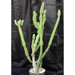 Euphorbia ledienii 8-inch pots