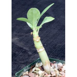 Euphorbia leistneri 4-inch pots