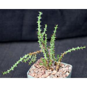 Euphorbia lenewtonii 5-inch pots