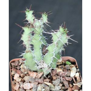 Euphorbia leontopoda (Carter 866) 4-inch pots