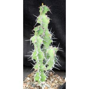 Euphorbia leontopoda (Carter 866) 5-inch pots
